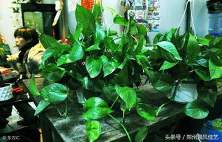 绿萝水养和土养哪种好 都来了解一下
